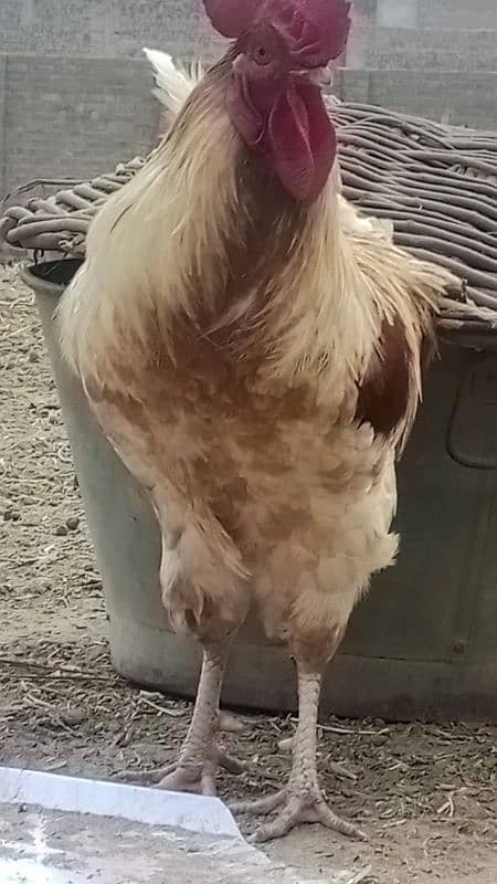 Desi Hen male and female are available. 1