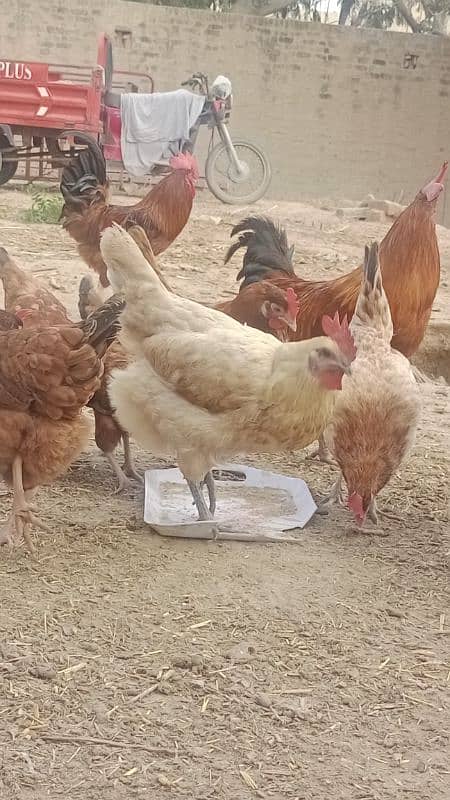 Desi Hen male and female are available. 2