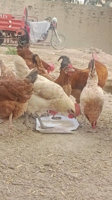 Desi Hen male and female are available. 3