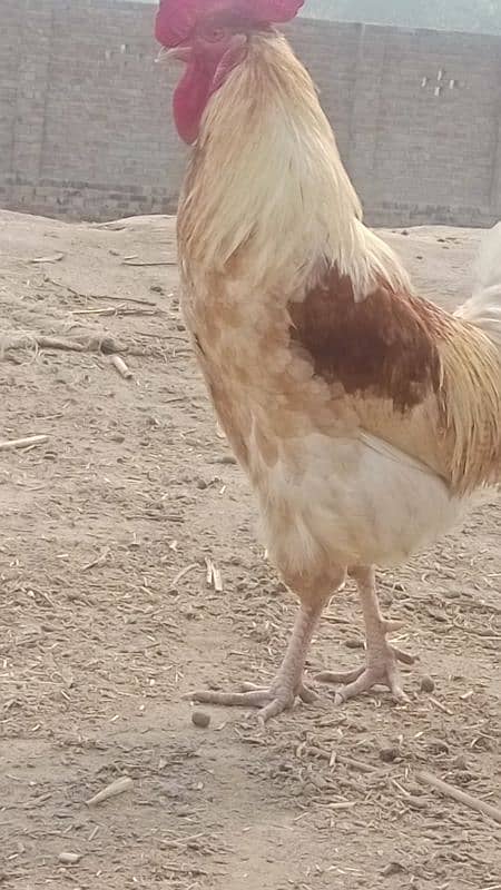 Desi Hen male and female are available. 4