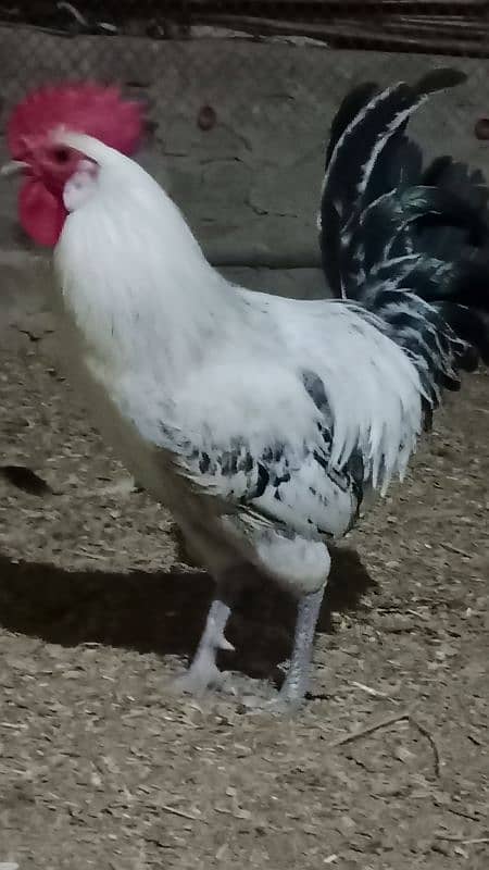 Desi Hen male and female are available. 5