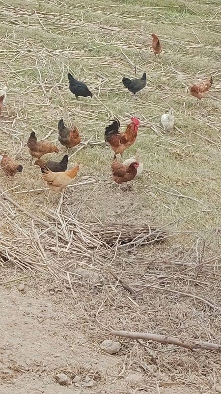 Desi Hen male and female are available. 6