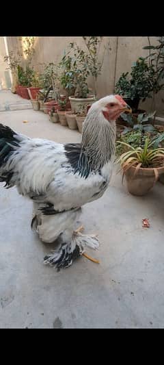 light Columbian brahma Males for sale