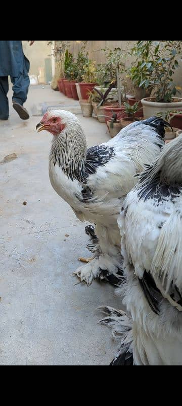 light Columbian brahma Males for sale 1