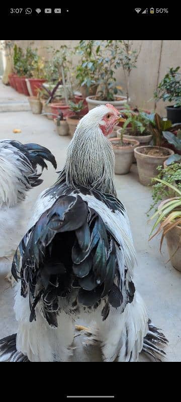 light Columbian brahma Males for sale 2