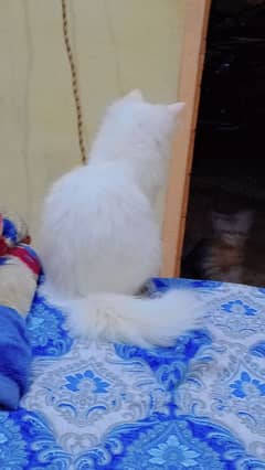 White persian cat