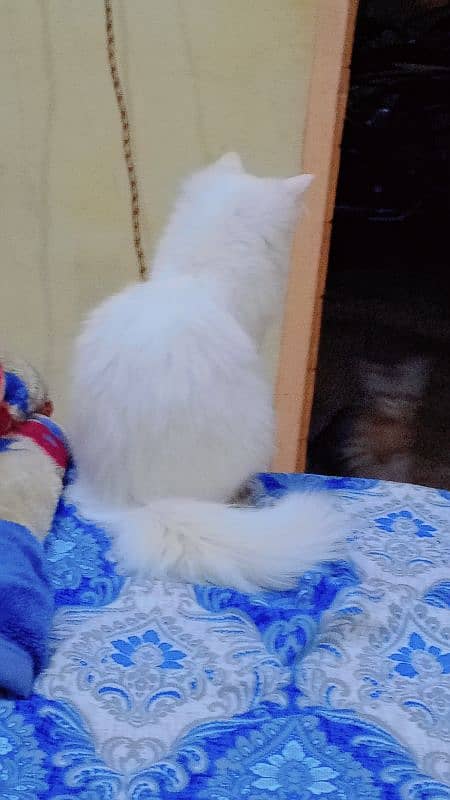 urgent three persian cats for sale 0