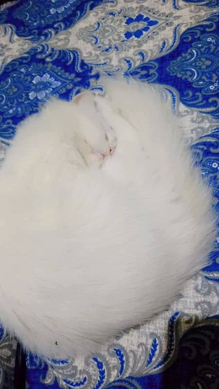 urgent three persian cats for sale 3