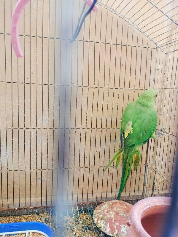 green parrot 1