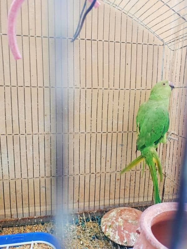 green parrot 2