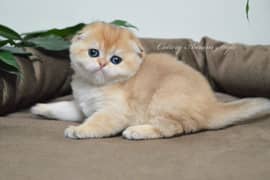 Scottish fold British shorthair kittens