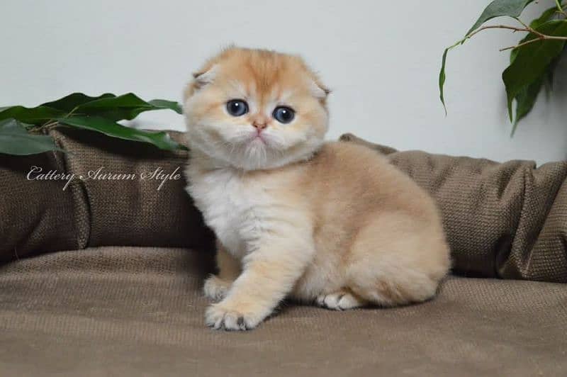 Scottish fold British shorthair kittens 1