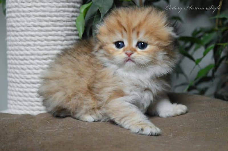 Scottish fold British shorthair kittens 2