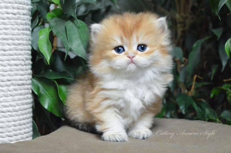 Scottish fold British shorthair kittens 3