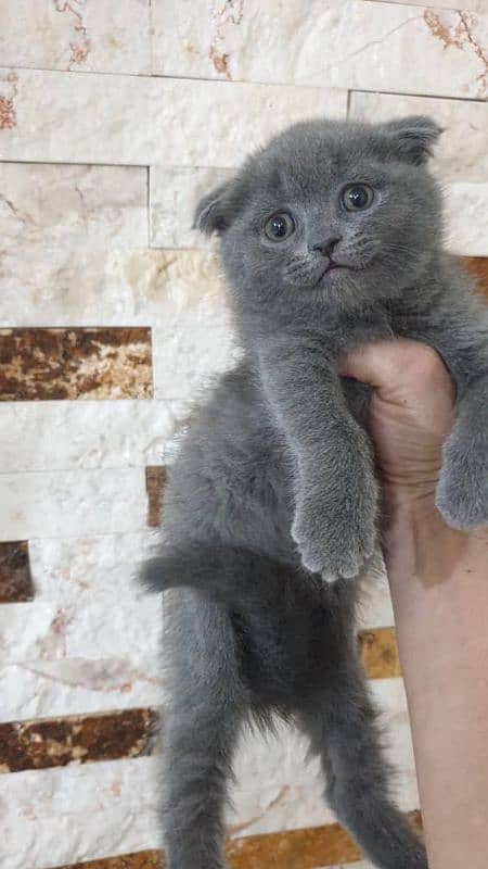 Scottish fold British shorthair kittens 5