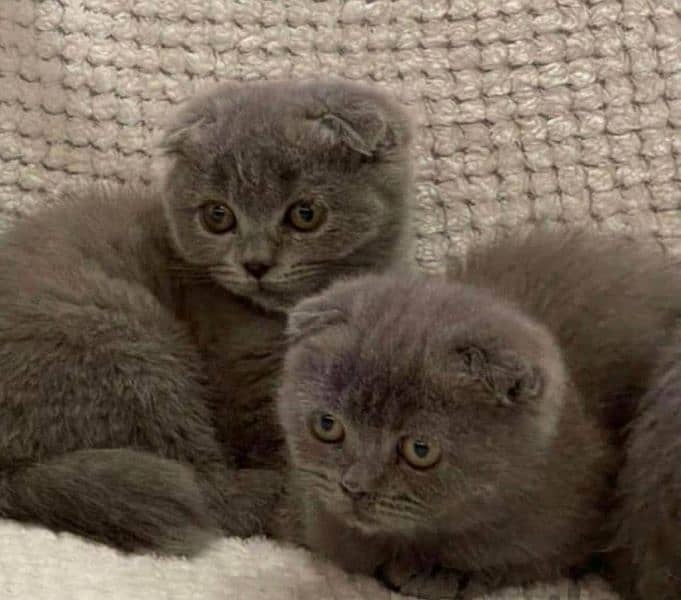 Scottish fold British shorthair kittens 6