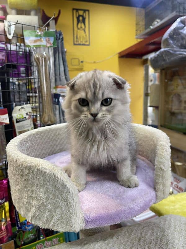 Scottish fold British shorthair kittens 7