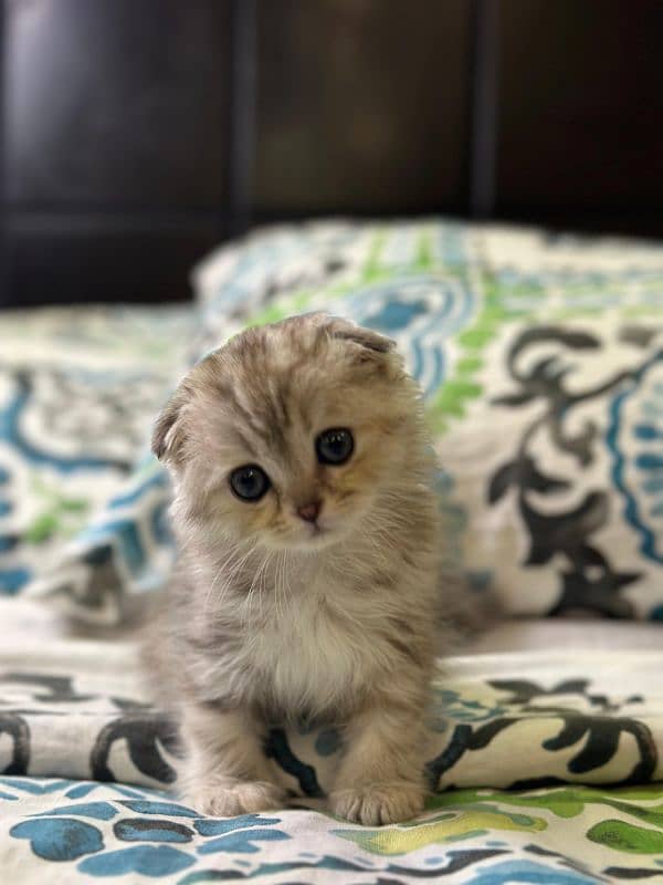 Scottish fold British shorthair kittens 8