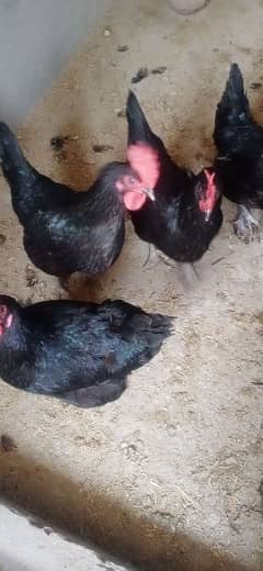 Australorp F1 breed egg laying hens