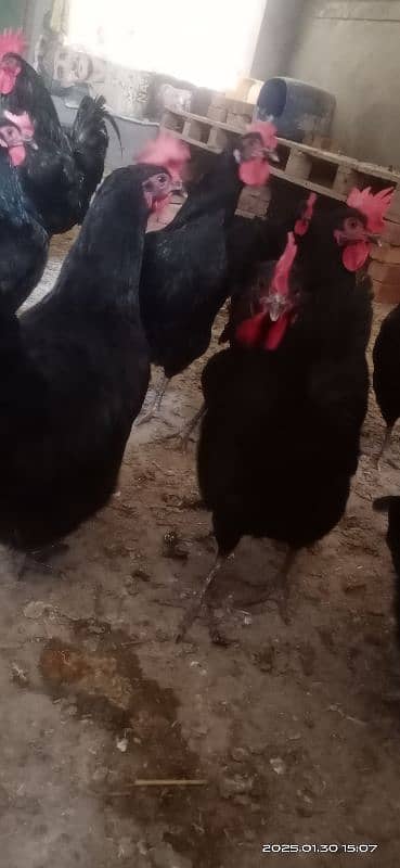 Australorp F1 breed egg laying hens 1