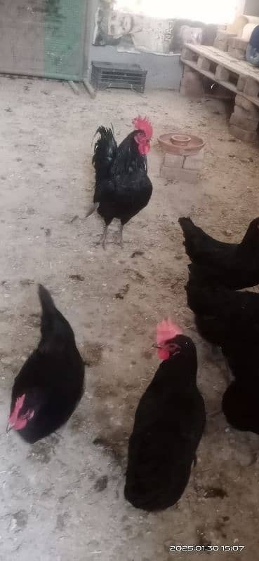 Australorp F1 breed egg laying hens 2