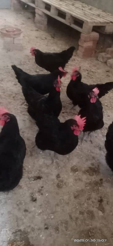 Australorp F1 breed egg laying hens 3