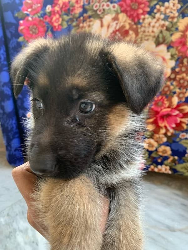 German shepherd puppy for sale female / GSD pup / german shepherd 0