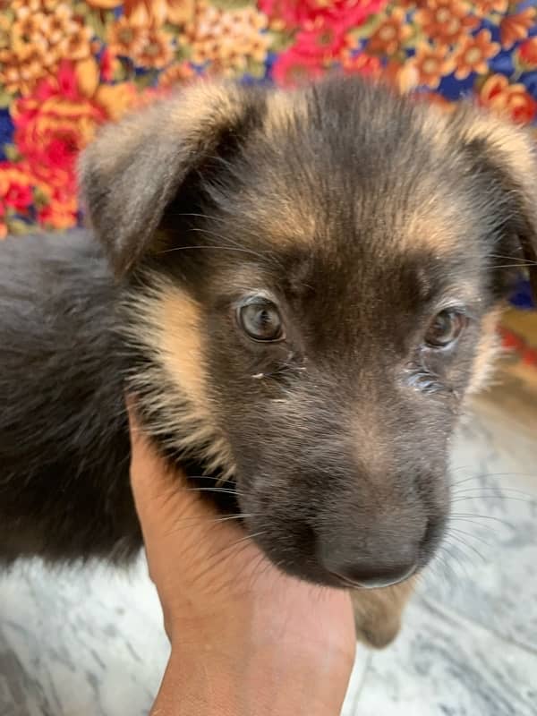 German shepherd puppy for sale female / GSD pup / german shepherd 1