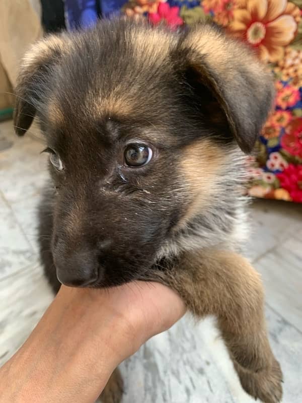 German shepherd puppy for sale female / GSD pup / german shepherd 2