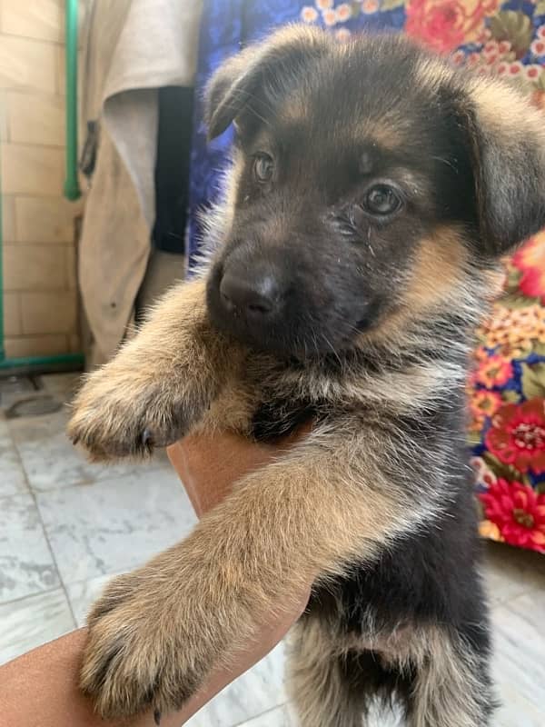 German shepherd puppy for sale female / GSD pup / german shepherd 3