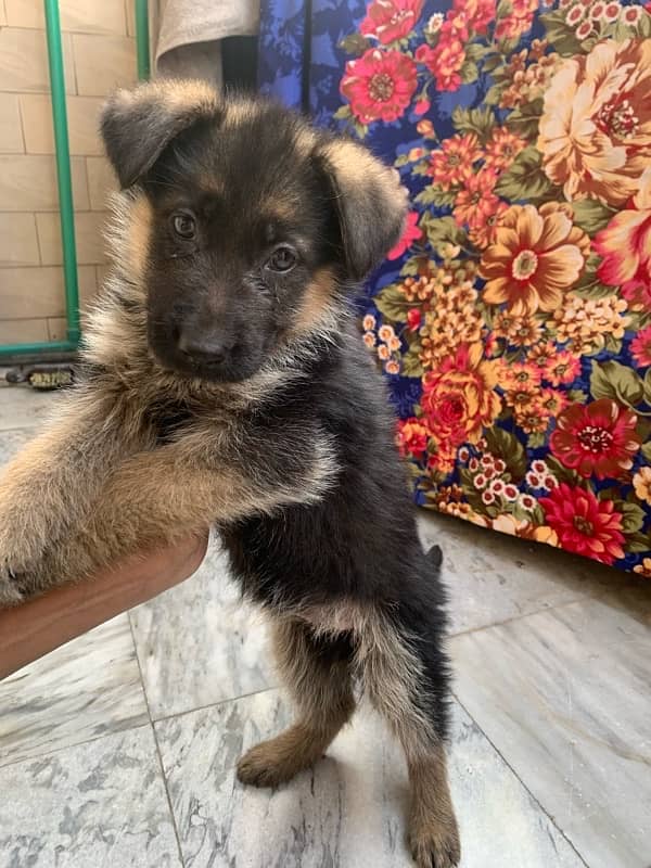 German shepherd puppy for sale female / GSD pup / german shepherd 4