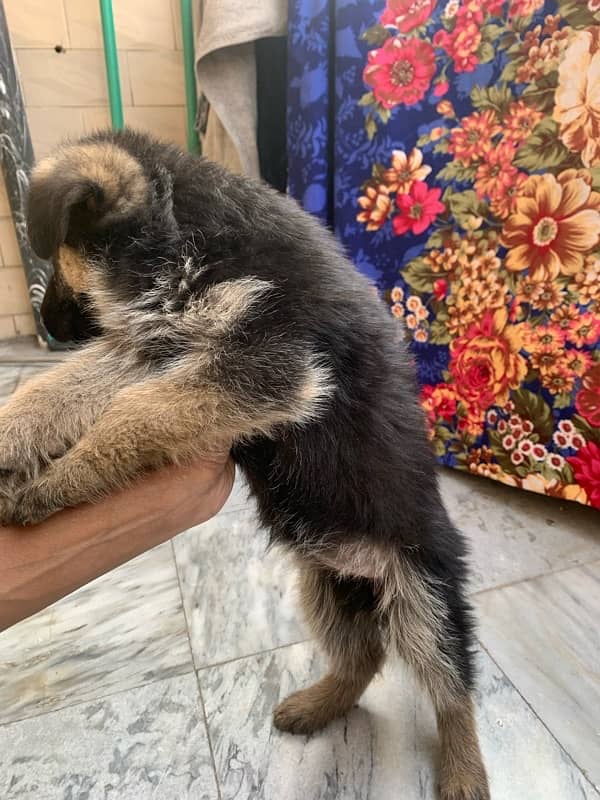 German shepherd puppy for sale female / GSD pup / german shepherd 5