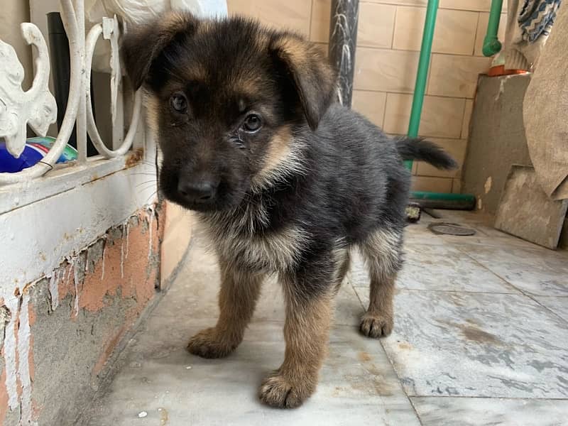 German shepherd puppy for sale female / GSD pup / german shepherd 6