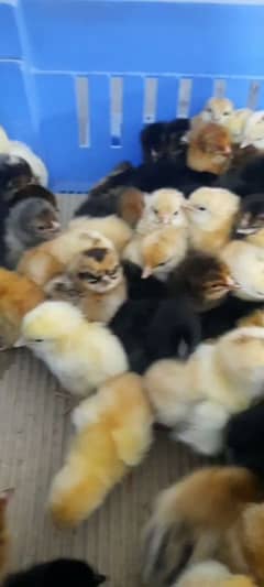 chicks