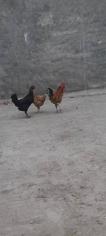 breeder pair and trio sets of desi hens available 3