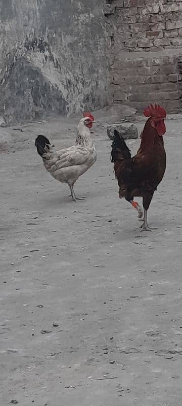 breeder pair and trio sets of desi hens available 4