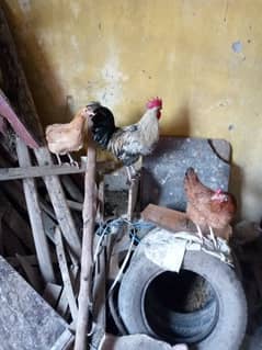 Hens for Sale