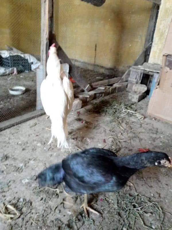 Hens for Sale 2