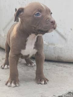 pitbull pups