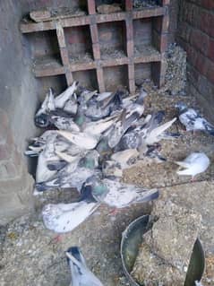 highflyer pigeons for sale