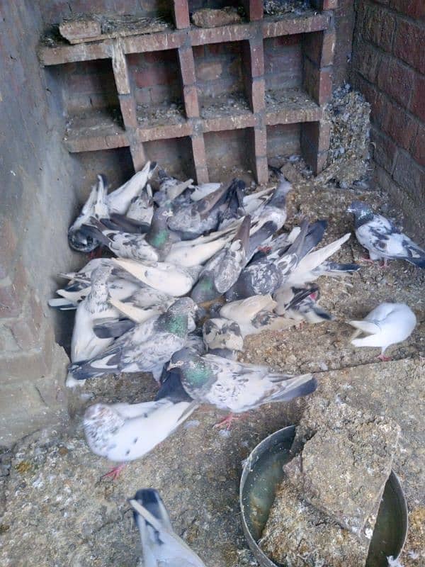 highflyer pigeons for sale 0