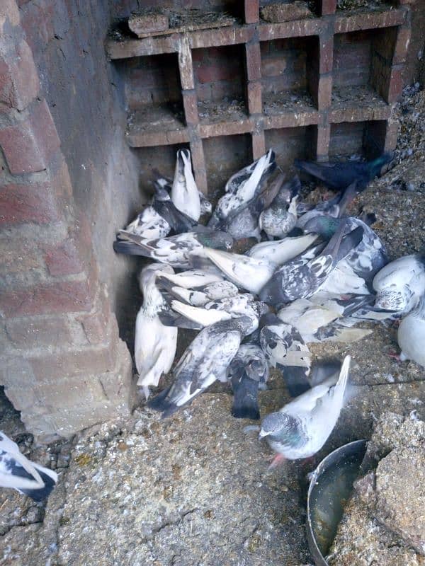 highflyer pigeons for sale 1