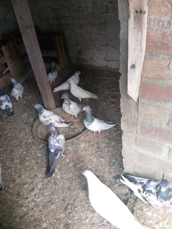 highflyer pigeons for sale 2