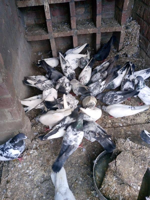 highflyer pigeons for sale 3