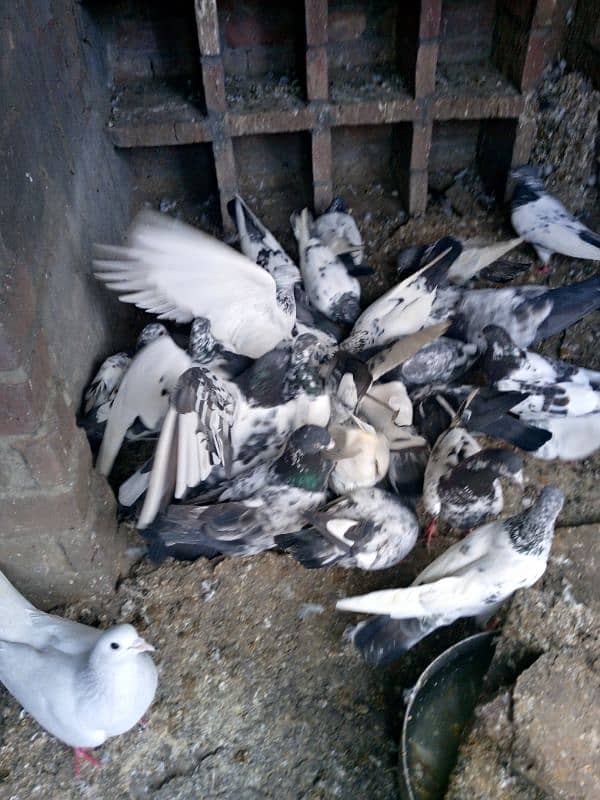 highflyer pigeons for sale 4