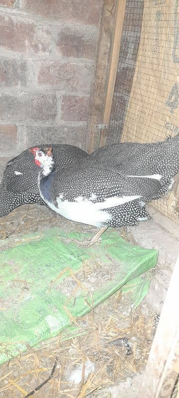 breeder pair and trio sets of desi hens available 7