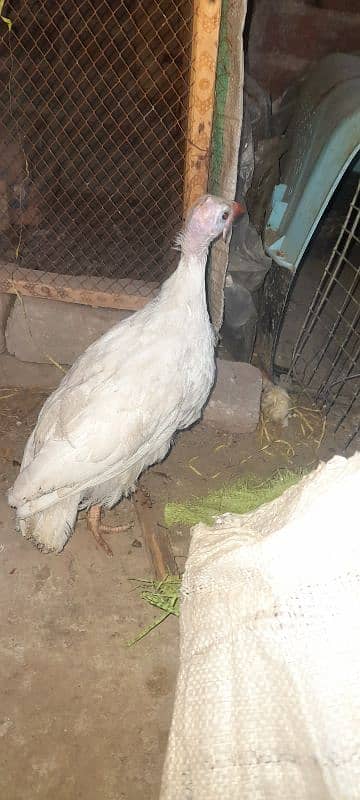 breeder pair and trio sets of desi hens available 9