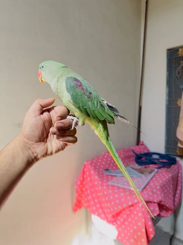 Kashmiry taking Raw parrot 1