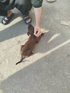 Labrador and pointer mix breed