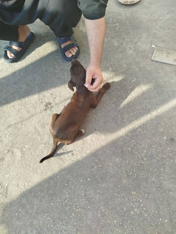 Labrador and pointer mix breed 0